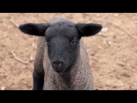 YouTube video thumbnail: Chilean Farmers Power Their Home Using Sheep Poop