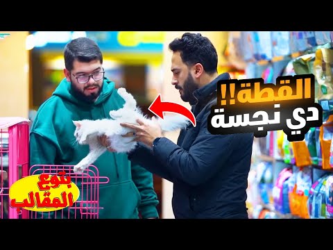 القطط بتتباع بلكيلو في محل الحيونات الاليفه - رد فعل الزبون مسخره😂