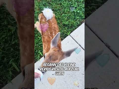 Diese Familie rettete ein verletztes Rehkalb, hätte jedoch nie damit gerechnet, dass ...