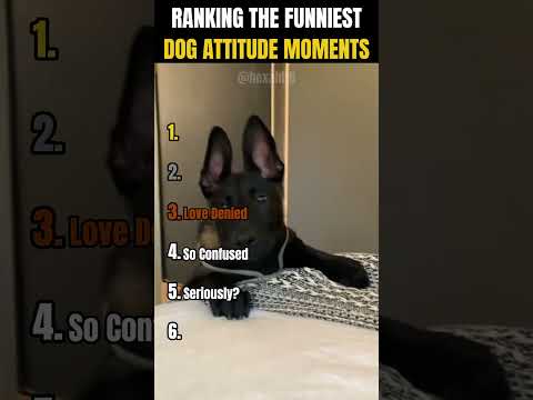 RANKING THE FUNNIEST DOG ATTITUDE MOMENTS ๐๐ | Dogs with attitude hit different