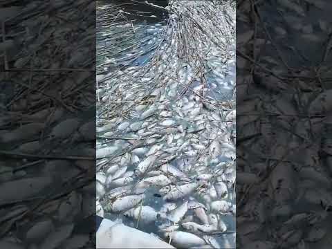 Рыба залегла. Кто виноват?