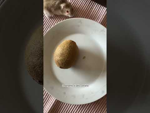 Sessão de foto com minha hamster 🐹