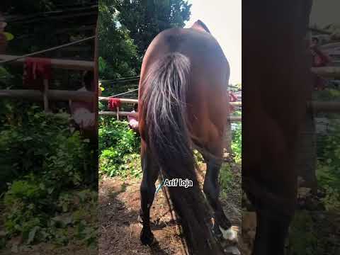 King Ndere #animal #animals #horse #funny #fyp #education #pets