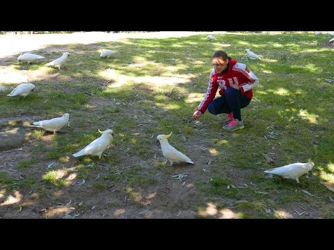 Sydney Australia - Parrots in the City: Cockatoos & Lorikeets