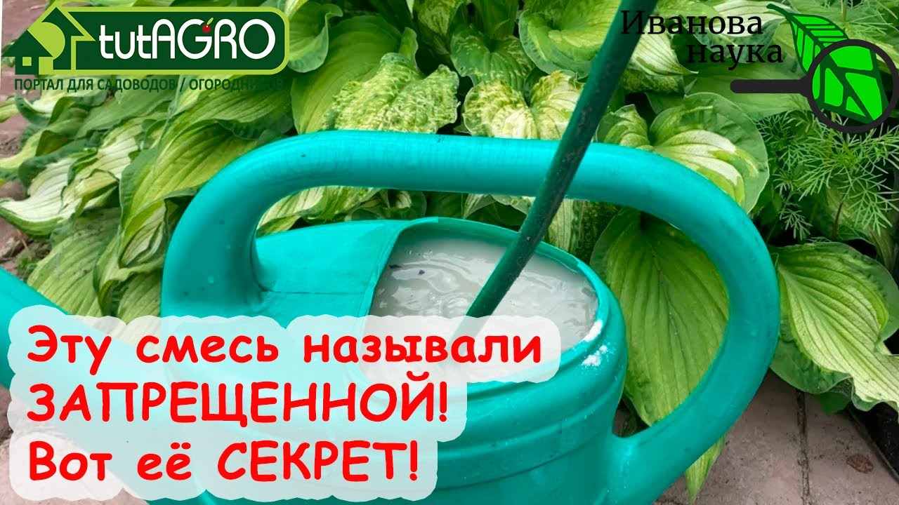 Меньше бегать по огороду и получать большой урожай. Как получить самую мощную подкормку? Всё просто.