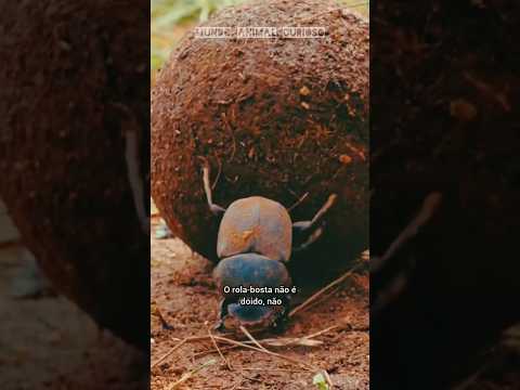 NÃO ENTRE NO CAMINHO DO ROLA- BOSTA      #curiosidades #bichos #animal