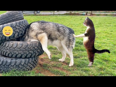 Funny Dogs And Cats Videos 2024 😅 - Best Funniest Animal Videos Of The week #28