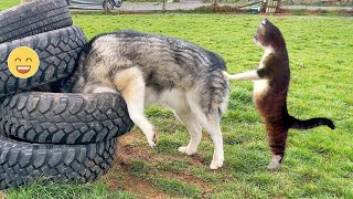 Funny Dogs And Cats Videos 2024 😅 - Best Funniest Animal Videos Of The week #28