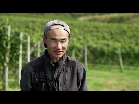 YouTube video thumbnail: A Japan Wine Town Blessed by Climate Change now Worries About the Heat