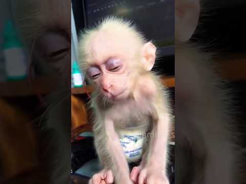 He will not forgive his cruel owner - #monkey