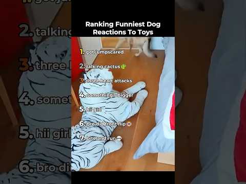 Ranking Funniest Dog Reactions To Toys🐶🤣 #funny #memes #ranking #shorts