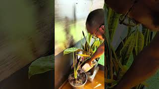 Eshuchi Lumumba - Tsinganakani 02