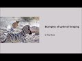 Foraging Behavior and Strategies