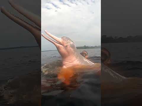 World's Ugliest Dolphin | Pink Dolphin | Amazonas, Brazil