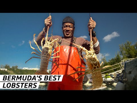 YouTube video thumbnail: Fisherman Catching Bermuda’s Best Lobsters for Over 30 Years
