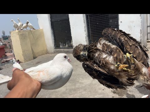 Pigeons VS eagle 🦅