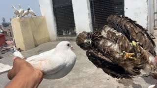 Pigeons VS eagle 🦅