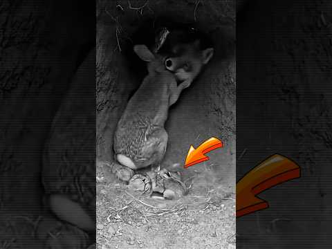 ЛИСА́ напала на ЗАЙЧА́Т😳