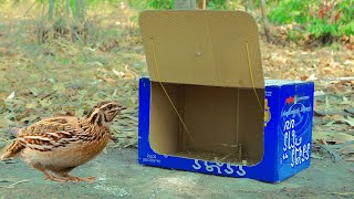 How to Catch Birds with a Trap - Unique Creative Cardboard Box Quail Trap Technique