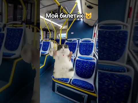 этот кот обманул контролёра! 😱😅😁 #ютуб #cat #актив #мемасики 🤣👌