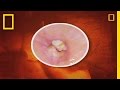 Surviving Jungle Parasites