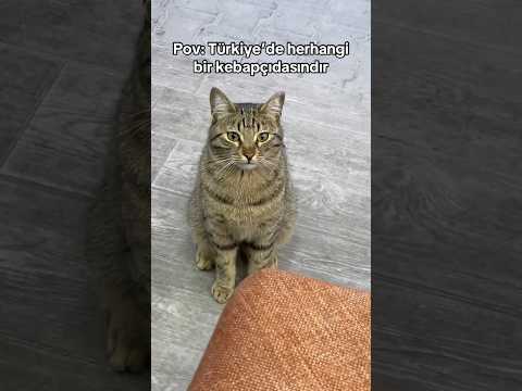 Kebapçı kedisine gelen yorumlar