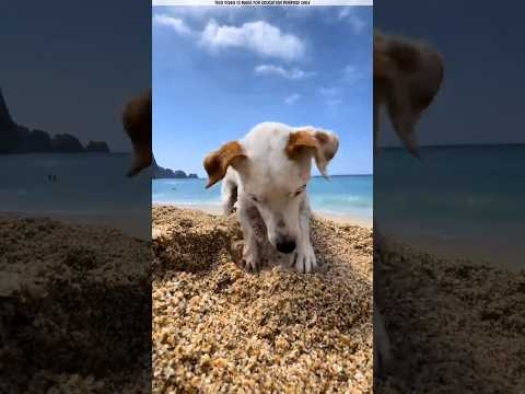 Don't Stop A Dog Digging A Hole!
