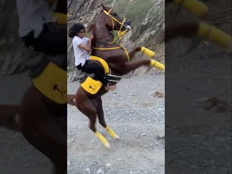 #horses #خيل #حصان #خيل_عربيه_اصيله