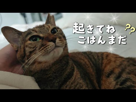 お願いママ起きて。一生懸命起こしてくれる愛猫が愛しすぎた  923話