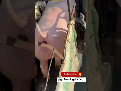 I Moved a PIG from a Farm to a Bus and SURVIVED