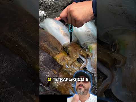 A quebra do axônio das lulas e olha só o que acontece #aquarium #curiosidades #ocean