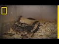 Understanding Snake Behavior and Care