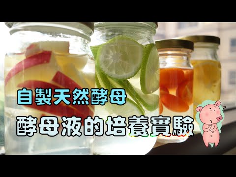 自製天然酵母【How to Make Fruit Yeast Water 酵母液培養 蘋果 檸檬 小番茄 柳丁】7日培養開箱 - YouTube(3分32秒)