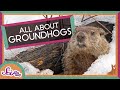 Groundhog Behavior and Hibernation Facts