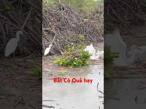 Bắt Cò bằng tay quá đẳng cấp #shorts #batco