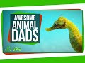 Animal Dads and Their Unique Parenting Styles