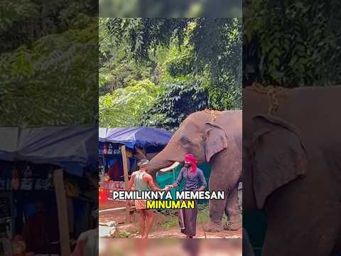 Gajah yang Membuka Jalan Bagi Semua Orang #shorts #story #rojakchannel