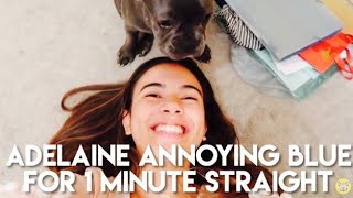 Adelaine Morin annoying Blue for 1 minute straight