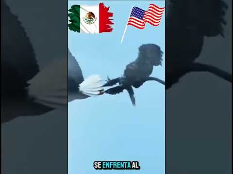 el aguila real 🇲🇽créditos a greenver