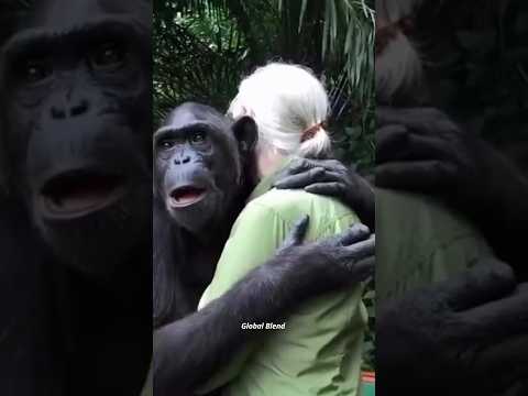 This chimpanzee melt your heart 💕