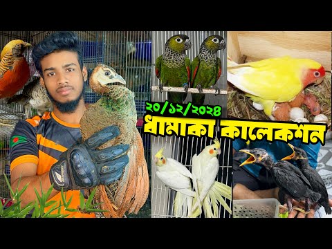 খামারে এসেছে ময়ূর, ফিজেন্ট, ককাটেল, কনুর, লাভবার্ড ও ময়না পাখি স্পেশাল অফারে সংগ্রহ করুন। 20 Dec 24