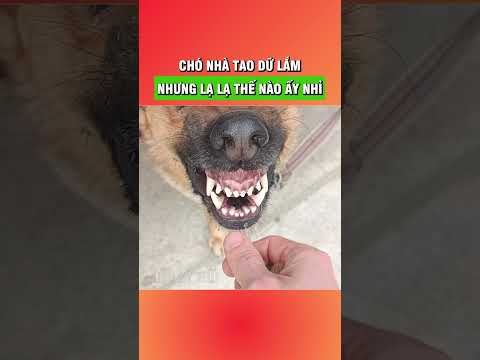 Rồi là dữ lắm chưa? #shorts