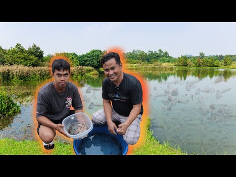 Brilliant ideas on natural catfish breeding: Tips & Steps for 100%Success