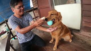 มะขวิด ma-kiwd