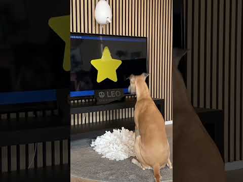 Is your dog also ready for New Years? - Gamified sound training is a thing! 🥳 #doglover #enrichment