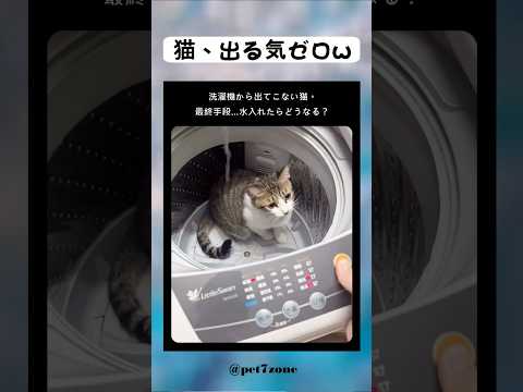 猫、出る気ゼロw 😻💕 #shorts #cat #meow #kitten #catlovers #貓 #子猫 #猫好き #癒し猫 #猫動画 #もふもふ猫 #고양이 #बिल्ली