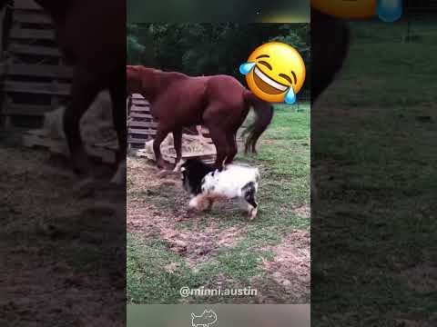 The Rams’ offense.#goat #goats #rams #funnyanimals