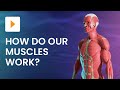 Muscle System Functions and Mechanics