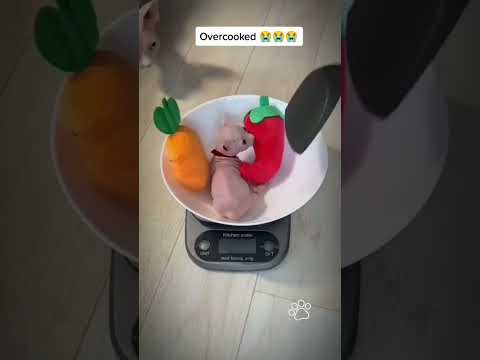 انا جعانة #catmeme #funny #catvideos #اكسبلور #الشعب_الصيني_ماله_حل #cat #لايك #pets #متابعه