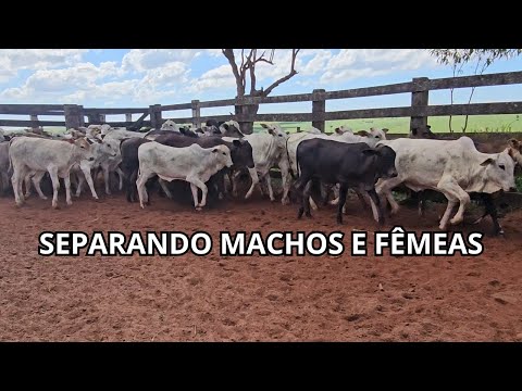 APARTAÇÃO DE LOTES DE DESMAMA